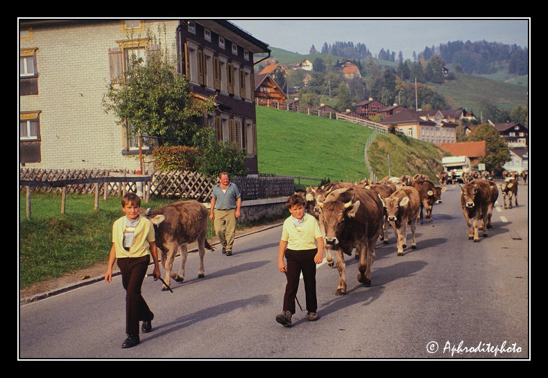 29 Kühe gehen zum Stall